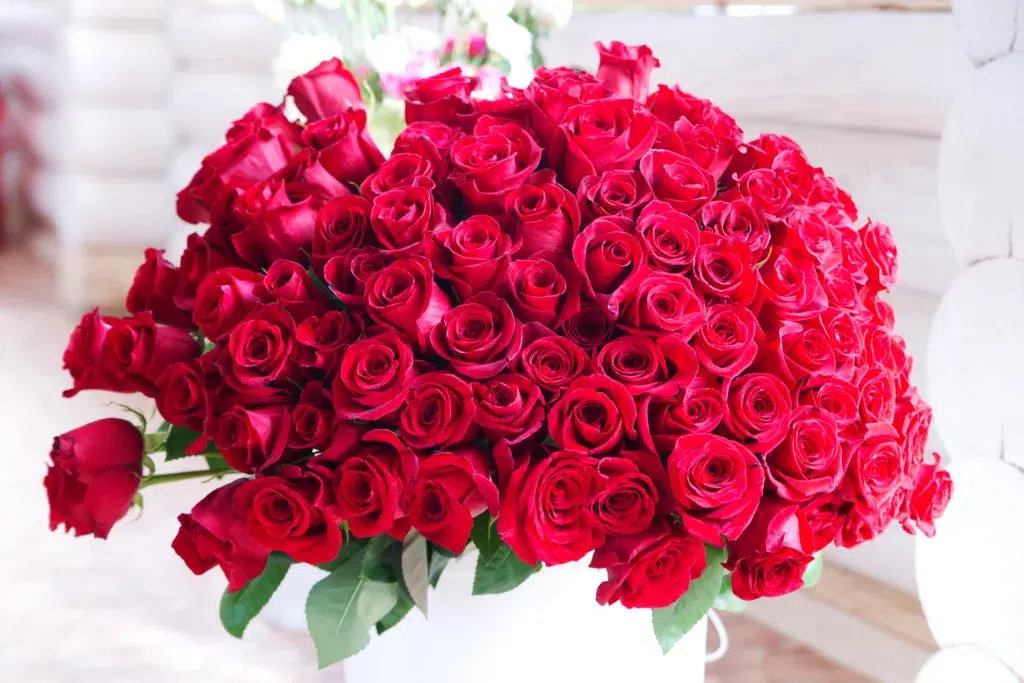 Bouquet of a hundred red roses.