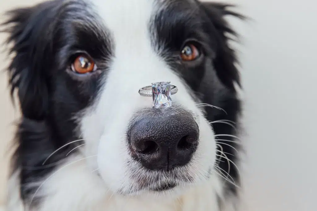 A dog with a ring balancing on his white nose