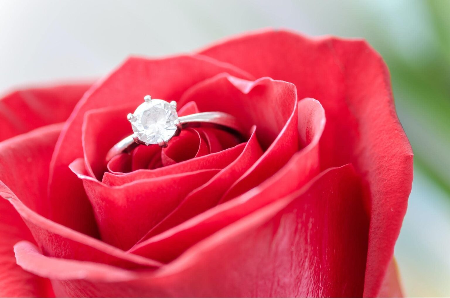 A classic solitaire engagement ring on a rose