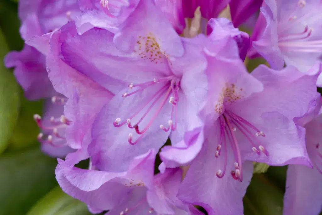 Azeleas up close