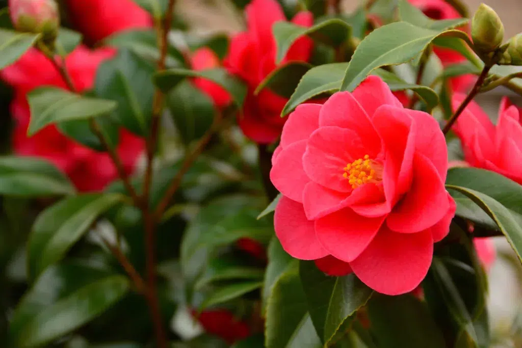 camellia bush with blooming single red flower head