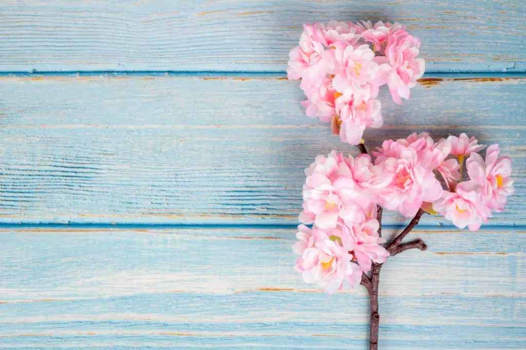 Spring bloomers - cherry blossom on blue table