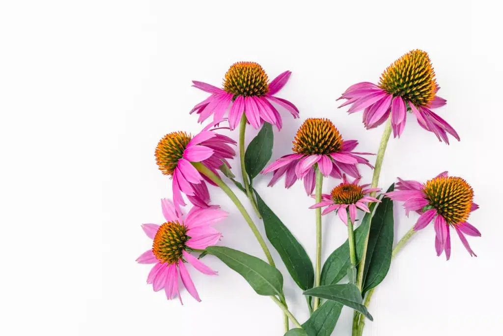 Bouquet of fresh echinacea flowers on with leaves on long stems on a white background