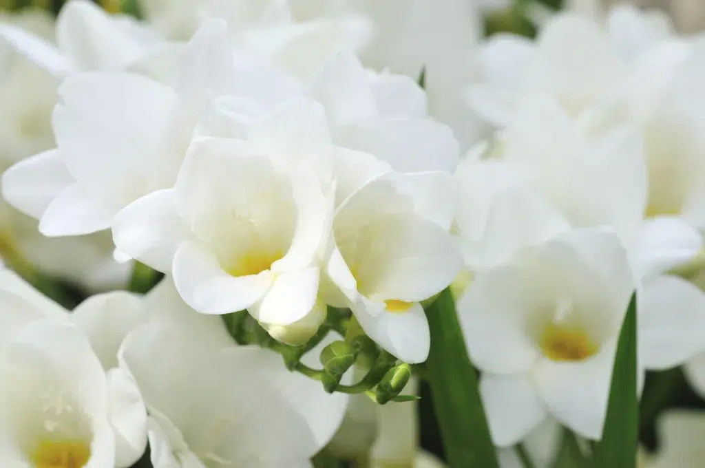 White freesia in blossom