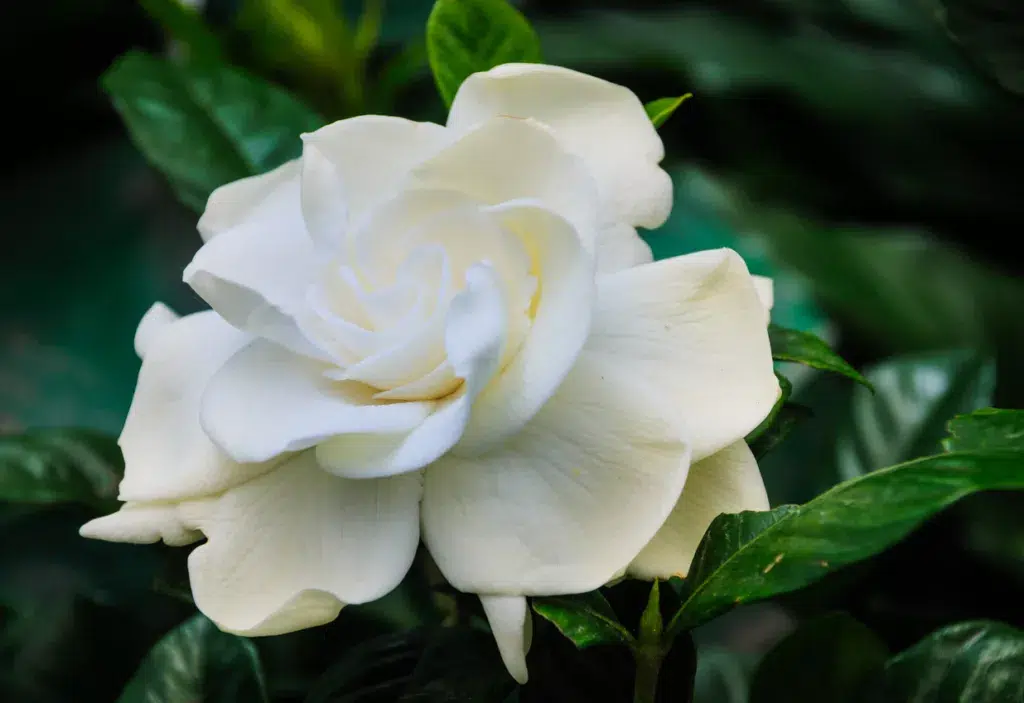 Beautiful white gardenia close up.