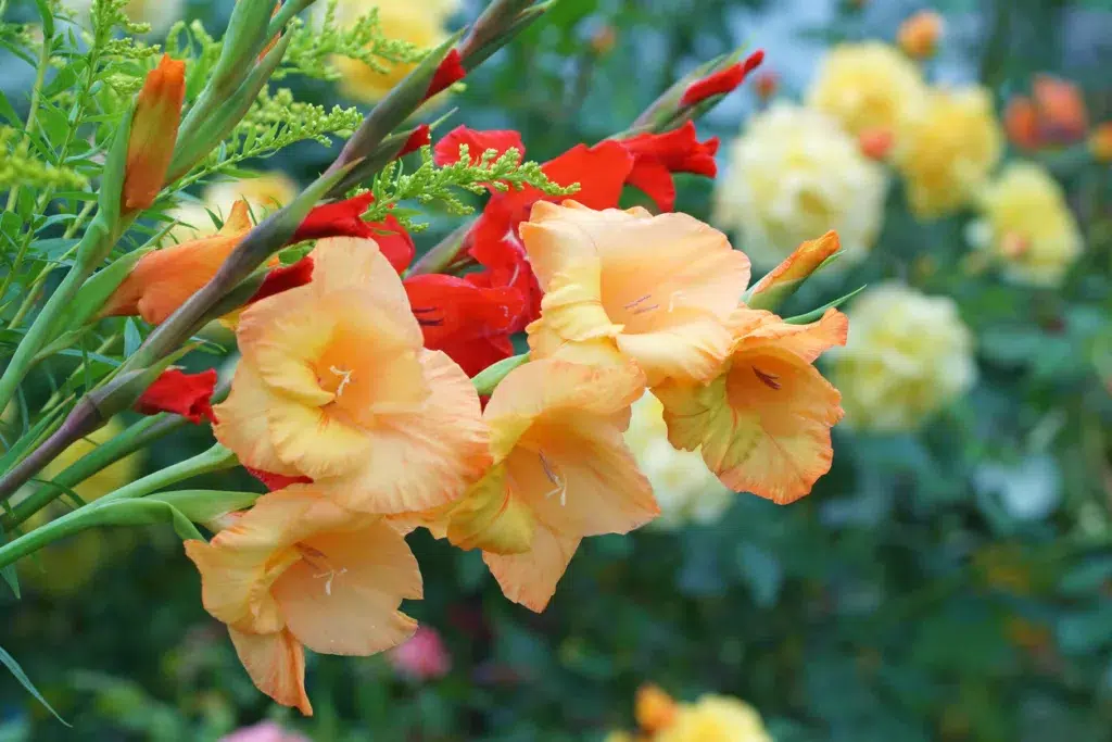 Gladiola with golden rod blossoms