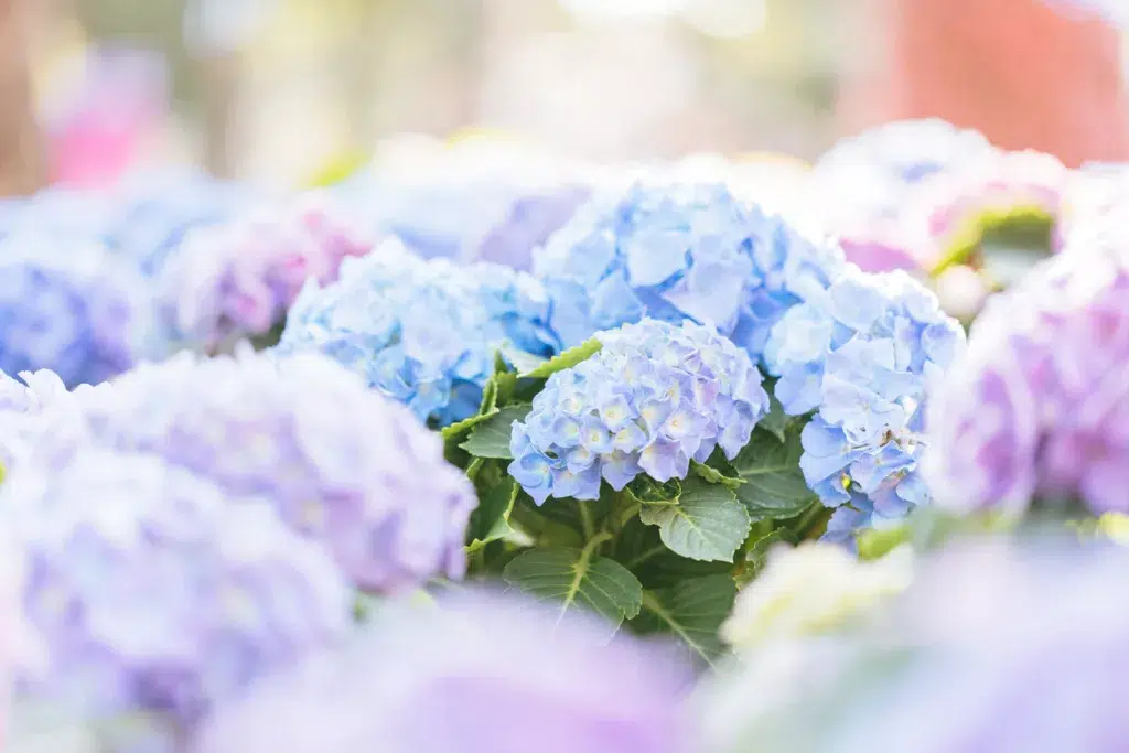 Blue and purple hydrangea flower in close up with sunlight