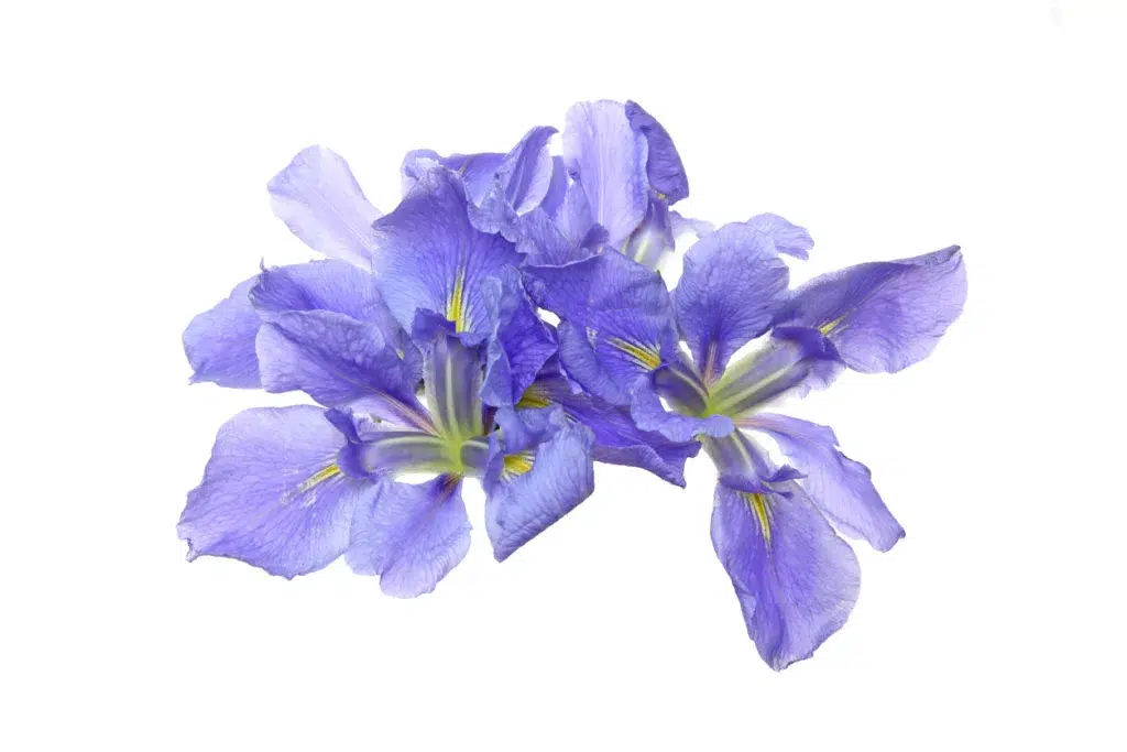 Purple iris on a white background