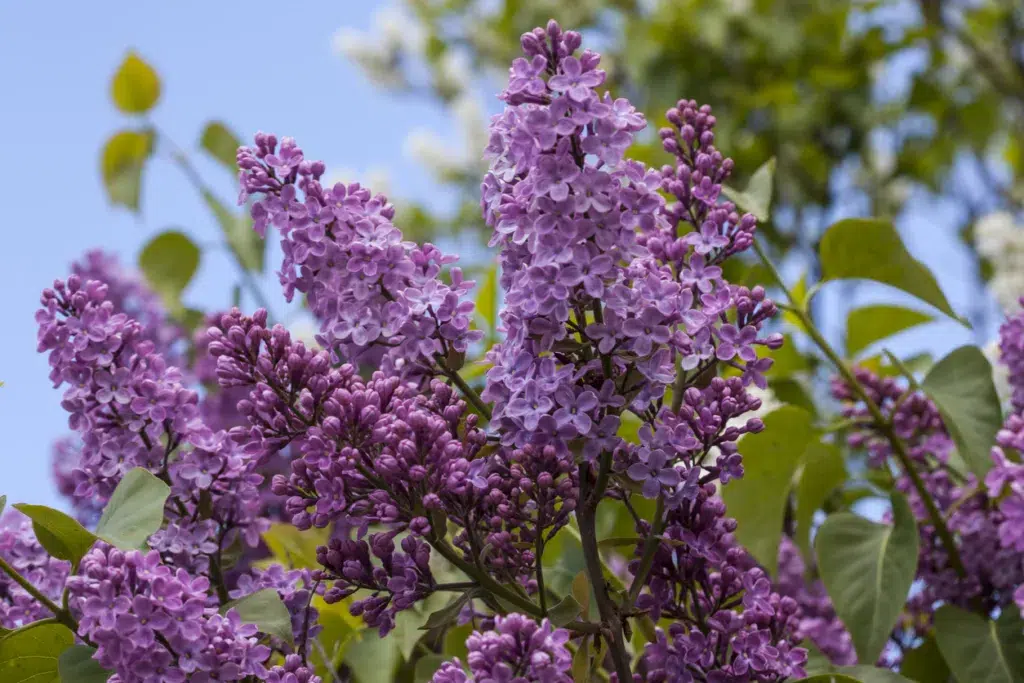 Beautiful magenta lilacs