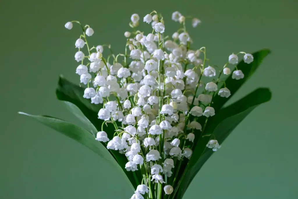 Lily of the valley in a bouquet of forest flowers.