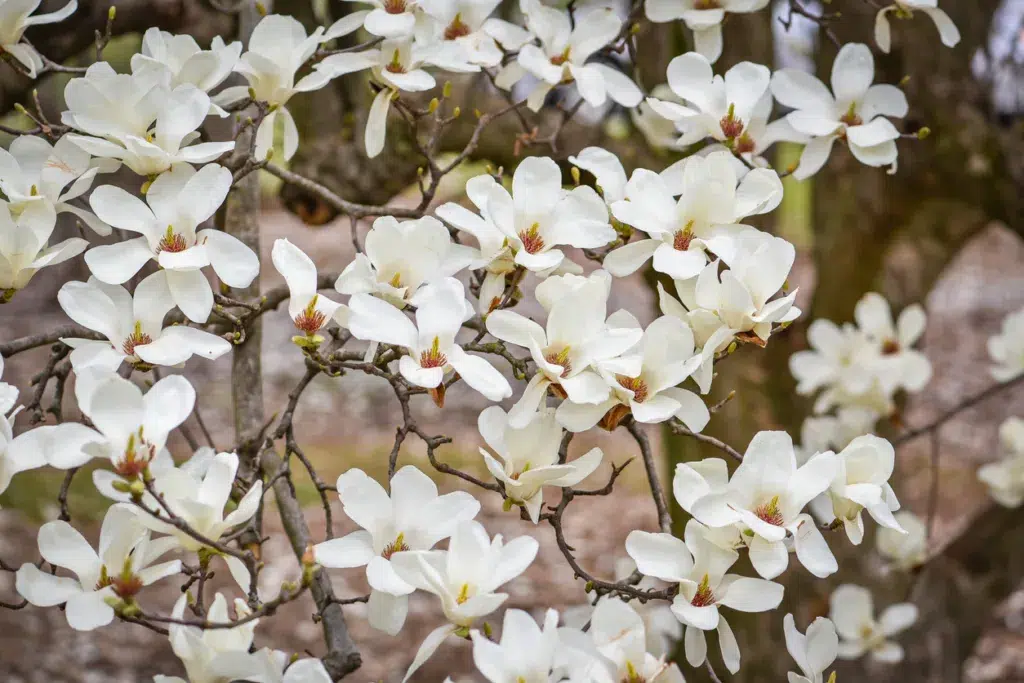 Close up shot of White magnolia flowers