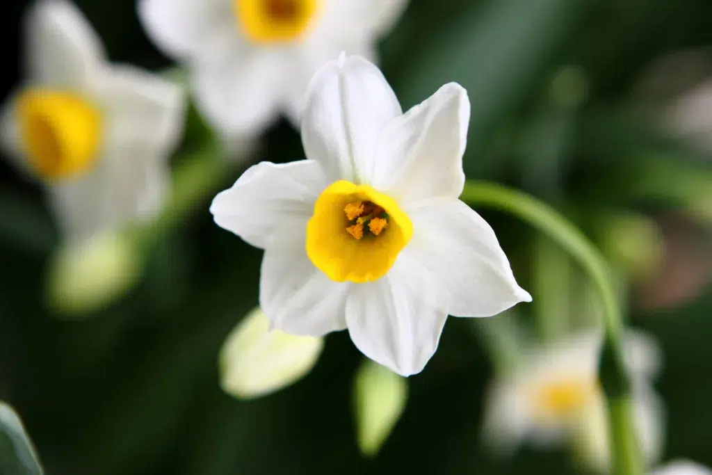 Paperwhite flowers against a dark background, close field of view