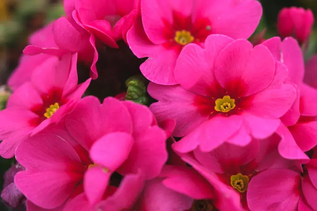 Close up pink primrose