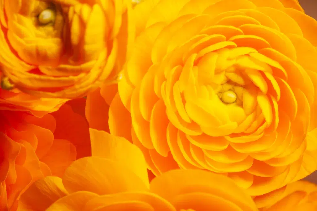 Full frame macro photo of yellow ranunculus flower.