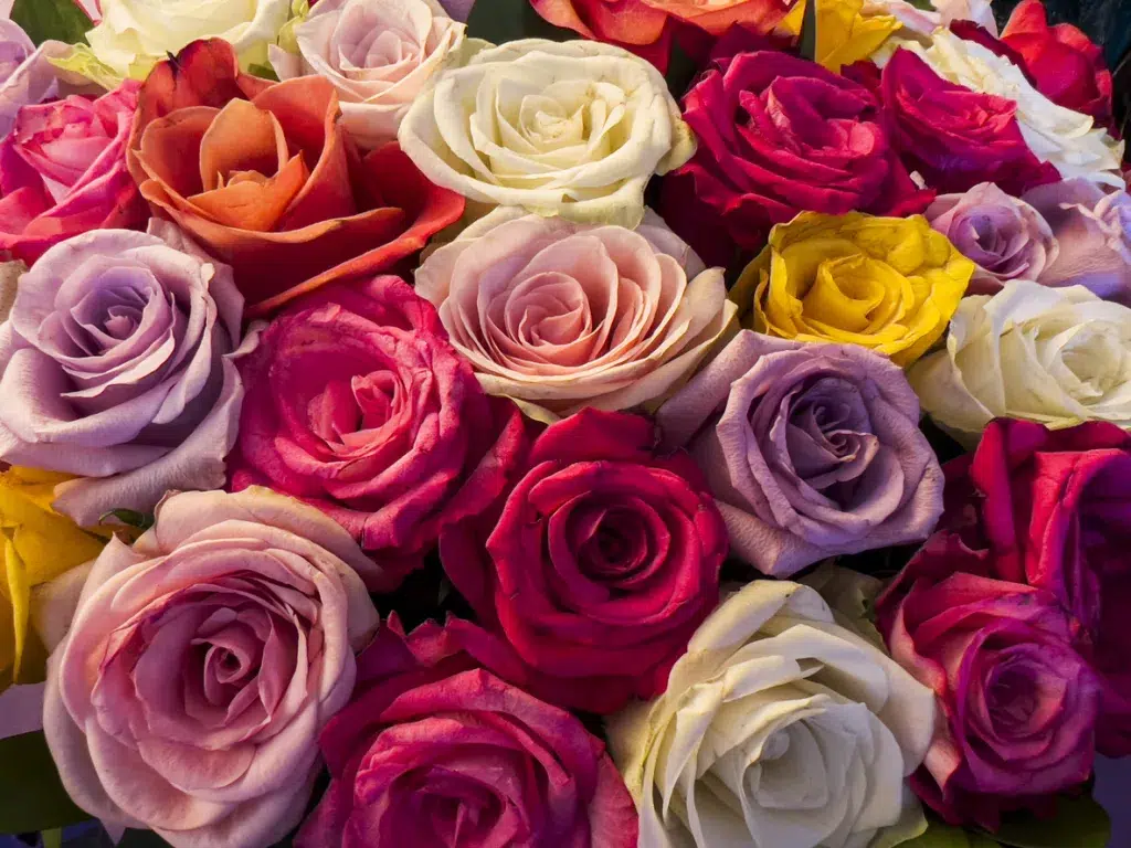 Bunch of beautiful roses, Close up with various colors