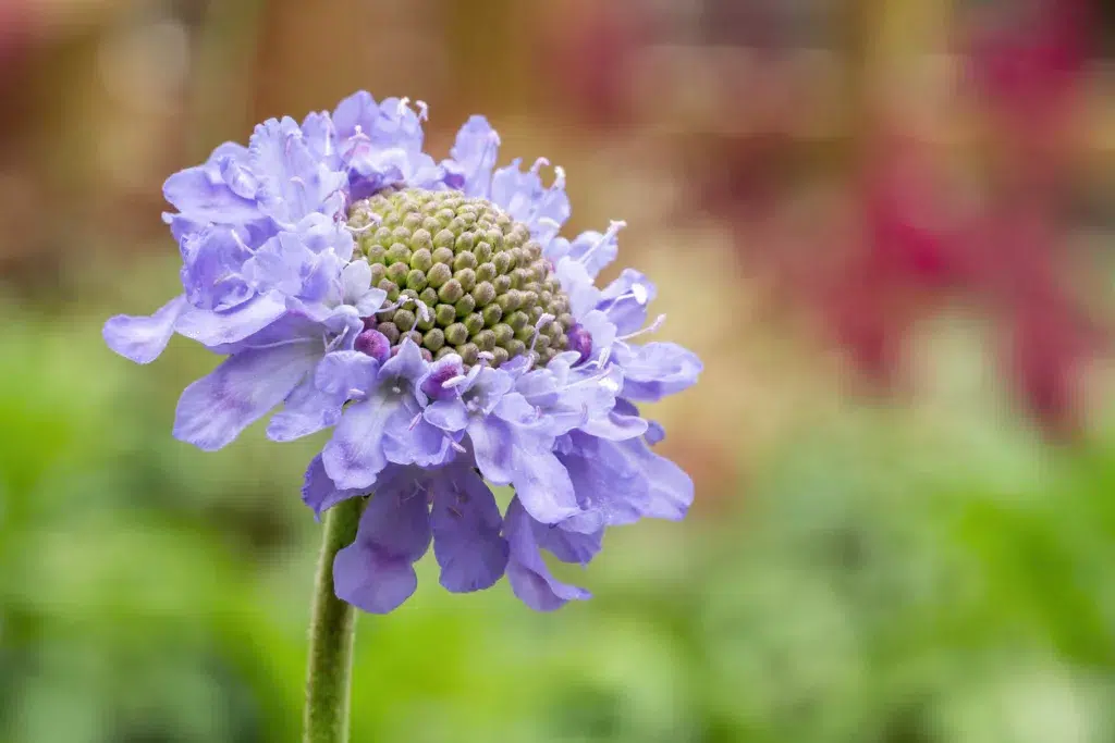 Scabiosa flower outside in the garden on a fall day