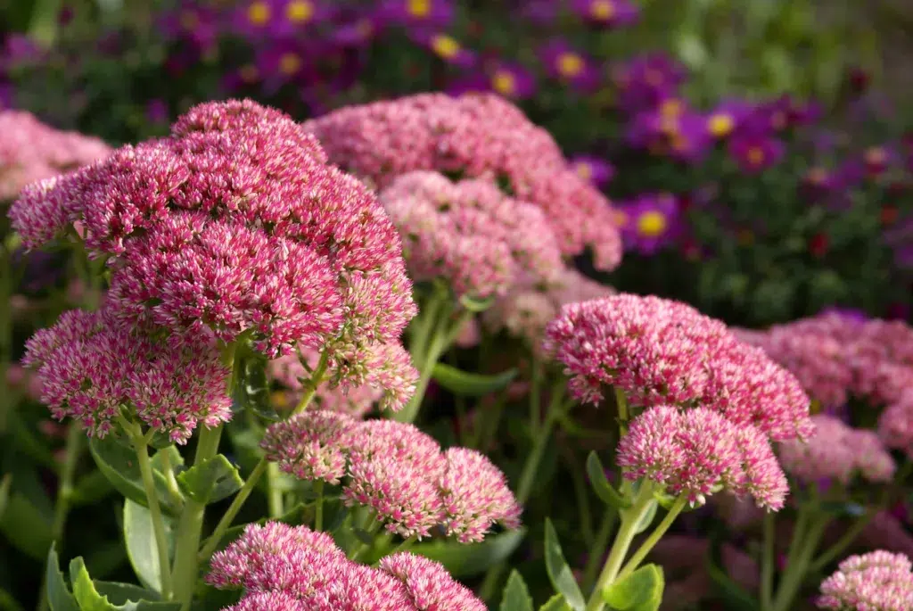 Sedum and purple asters in a garden