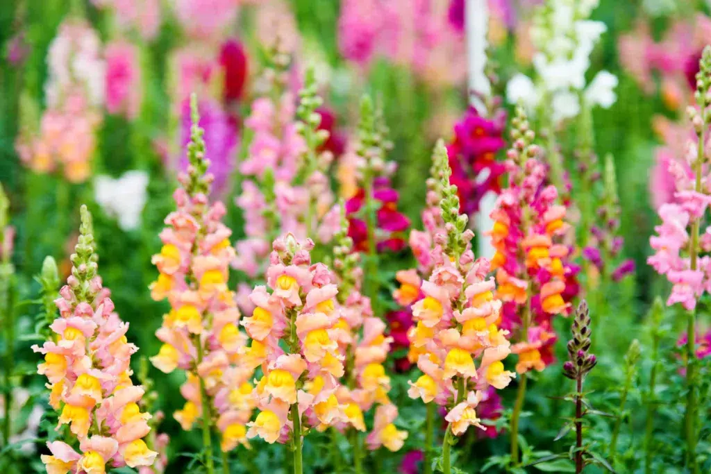 Colorful snapdragon flowers in a garden