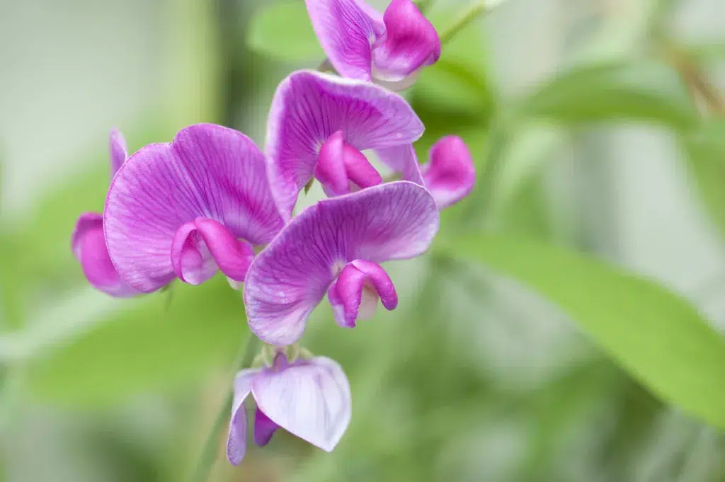 A vine of blooming pink sweet peas in the summer with the focus on the front flower.