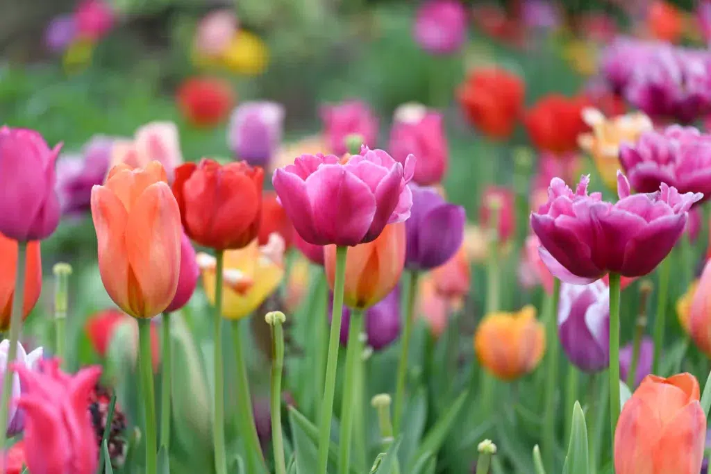 Spring tulips of various colors